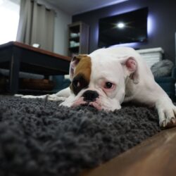 Czyszczenie dywanów w domu